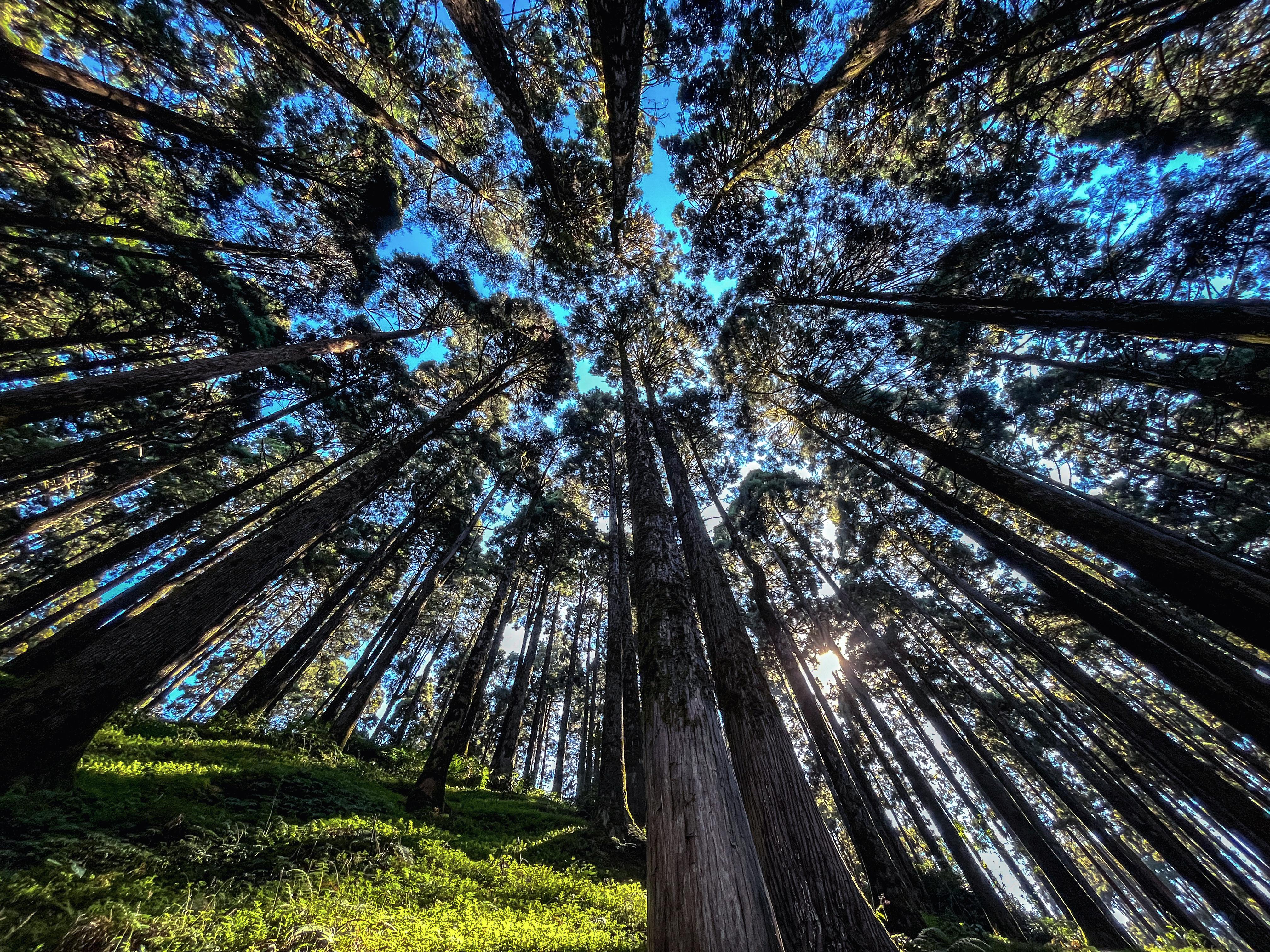 Lamahatta Pine Forest