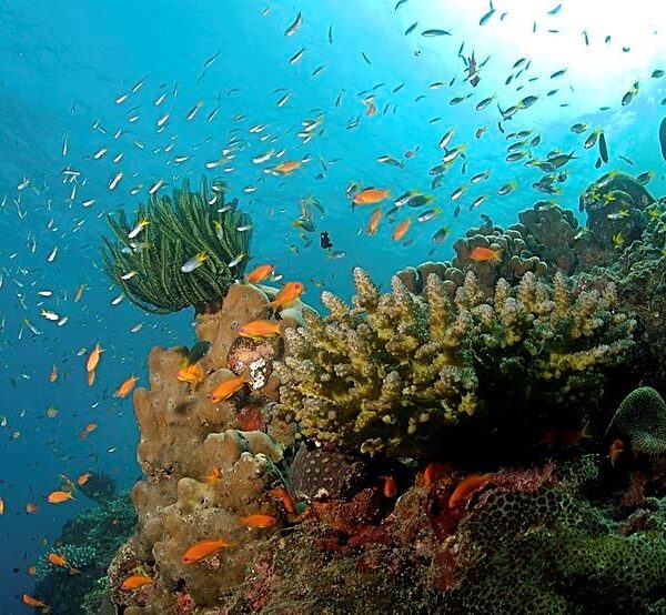 Coral Island